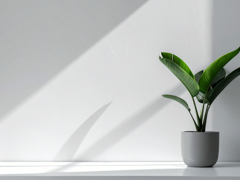 5 Vị Trí đặt Cây Phong Thủy Hút Vượng Khí – Giúp Nhà ấm, Lòng An