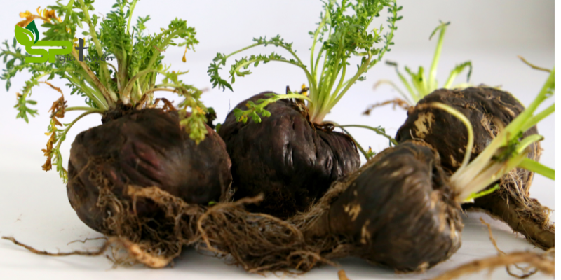 Maca đen – Bí Mật ẩn Giấu Trong Sức Mạnh Sinh Sản Nữ Giới