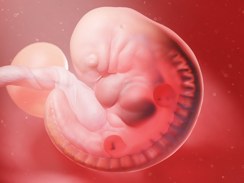 Bí Mật ít Ai Biết: Miễn Dịch Và Chất Lượng Trứng Có Liên Quan Thế Nào?