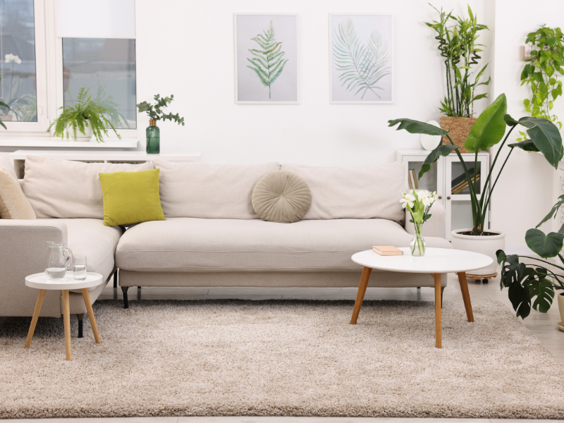 5 Vị Trí đặt Cây Phong Thủy Hút Vượng Khí – Giúp Nhà ấm, Lòng An